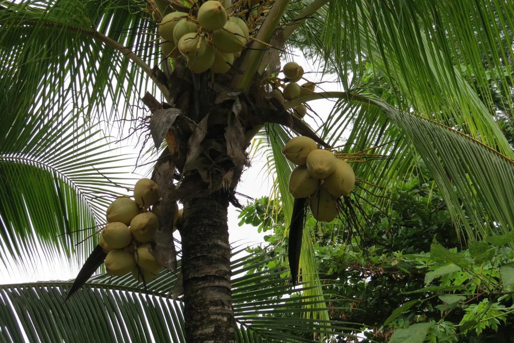 Apartamento Karibu Leilighet Manuel Antonio Rom bilde