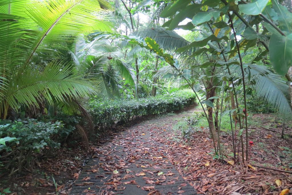 Apartamento Karibu Manuel Antonio Rom bilde